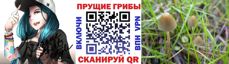 Купить закладки  Суровикино  Галлюциногенные грибы мицелий 